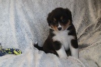 Simba Of Australian Diamonds
