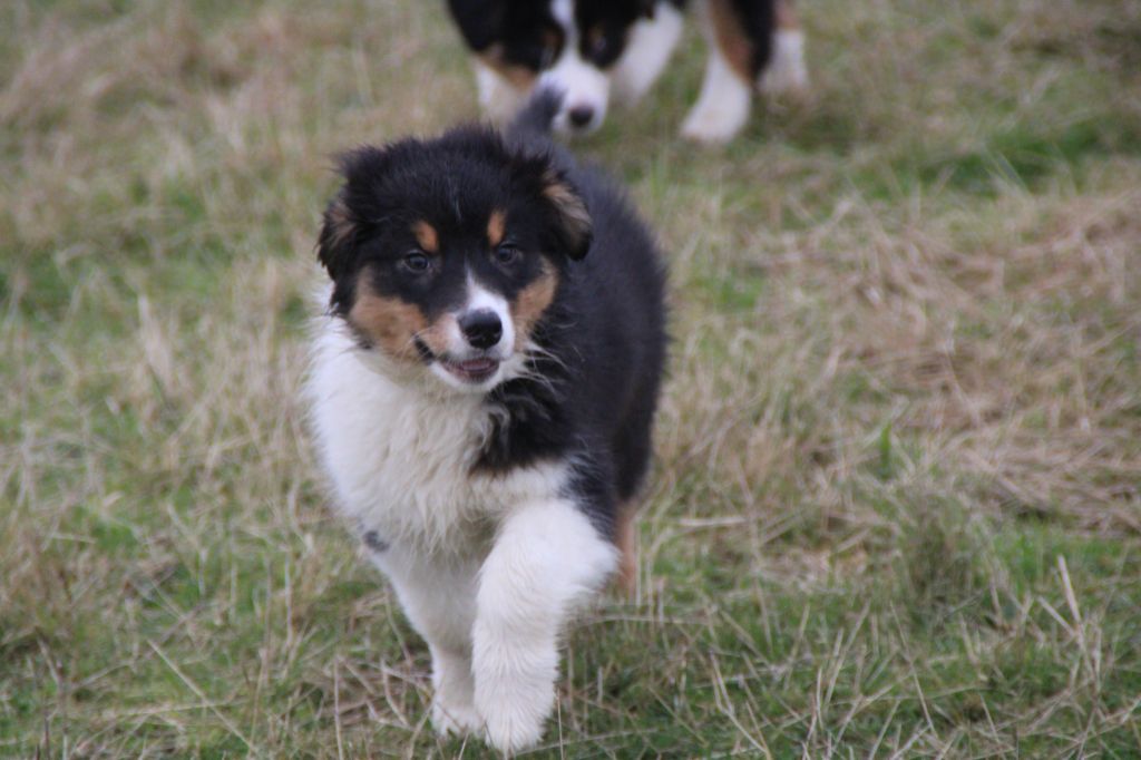 Of Australian Diamonds - Chiots disponibles - Berger Australien